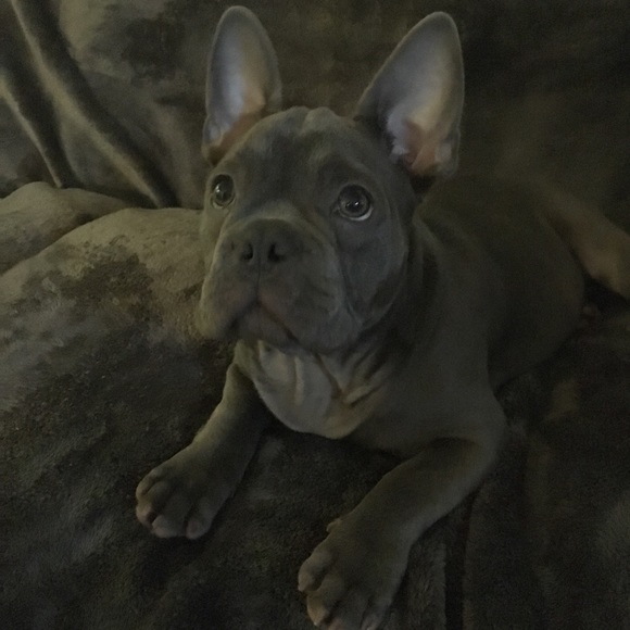 NOT FOR SALE and PET FREE HOME!!! ๐๐ค๐ - Picture 6 of 8